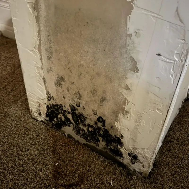 Professional Mold Removal in Trempealeau, WI